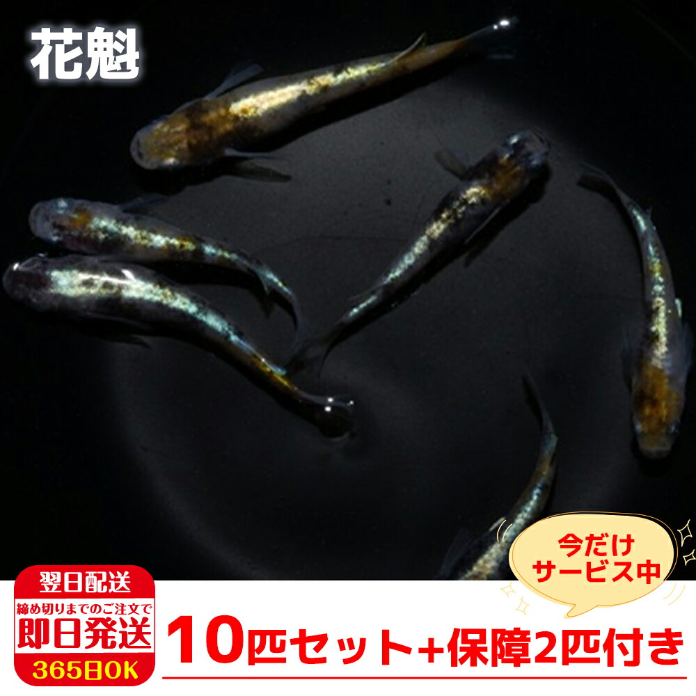 楽天市場】【保障2匹付き】 メダカ 雲州三色 稚魚10匹 送料無料 生体 種類 めだか 成魚 幹之 セット 水草 ラメメダカ ダルマメダカ 餌 高級  販売 水槽 ビオトープ 鉢 三色 卵 餌 熱帯魚 観賞魚 金魚 アクアリウム テラリウム : 箱庭ショップ