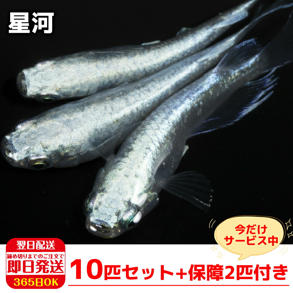 楽天市場】【保障2匹付き】 メダカ 雲州三色 稚魚10匹 送料無料 生体 種類 めだか 成魚 幹之 セット 水草 ラメメダカ ダルマメダカ 餌 高級  販売 水槽 ビオトープ 鉢 三色 卵 餌 熱帯魚 観賞魚 金魚 アクアリウム テラリウム : 箱庭ショップ