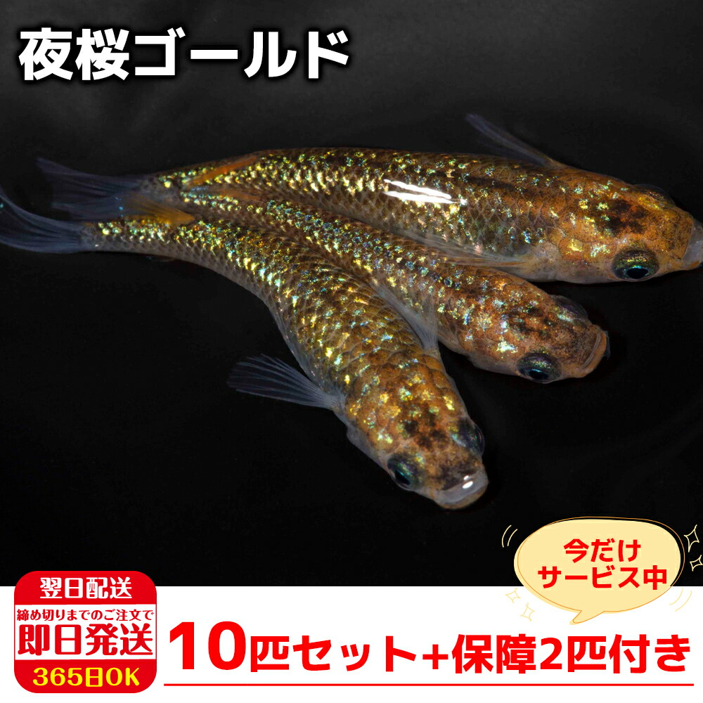 楽天市場】【保障2匹付き】 メダカ 雲州三色 稚魚10匹 送料無料 生体 種類 めだか 成魚 幹之 セット 水草 ラメメダカ ダルマメダカ 餌 高級  販売 水槽 ビオトープ 鉢 三色 卵 餌 熱帯魚 観賞魚 金魚 アクアリウム テラリウム : 箱庭ショップ