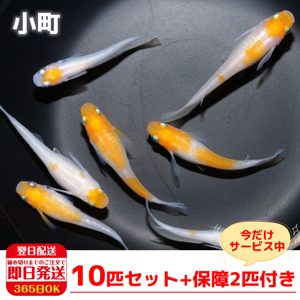 保障2匹付き メダカ 小町 稚魚10匹 送料無料 生体 種類 めだか 成魚 幹之 セット 水草 ラメメダカ ダルマメダカ 餌 高級 販売 水槽 ビオトープ 鉢 三色 卵 熱帯魚 観賞魚 金魚 アクアリウム テラリウム