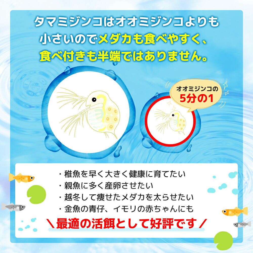 タマミジンコ20000匹+オマケ6600匹メダカの餌稚魚のエサ送料無料活餌金魚ゾウリムシミジンコPSBワムシインフゾリアブラインシュリンプ生クロレラ針子餌めだか増やし方みじんこ培養微生物グリーンウォーター販売大きさドライイーストエビオス