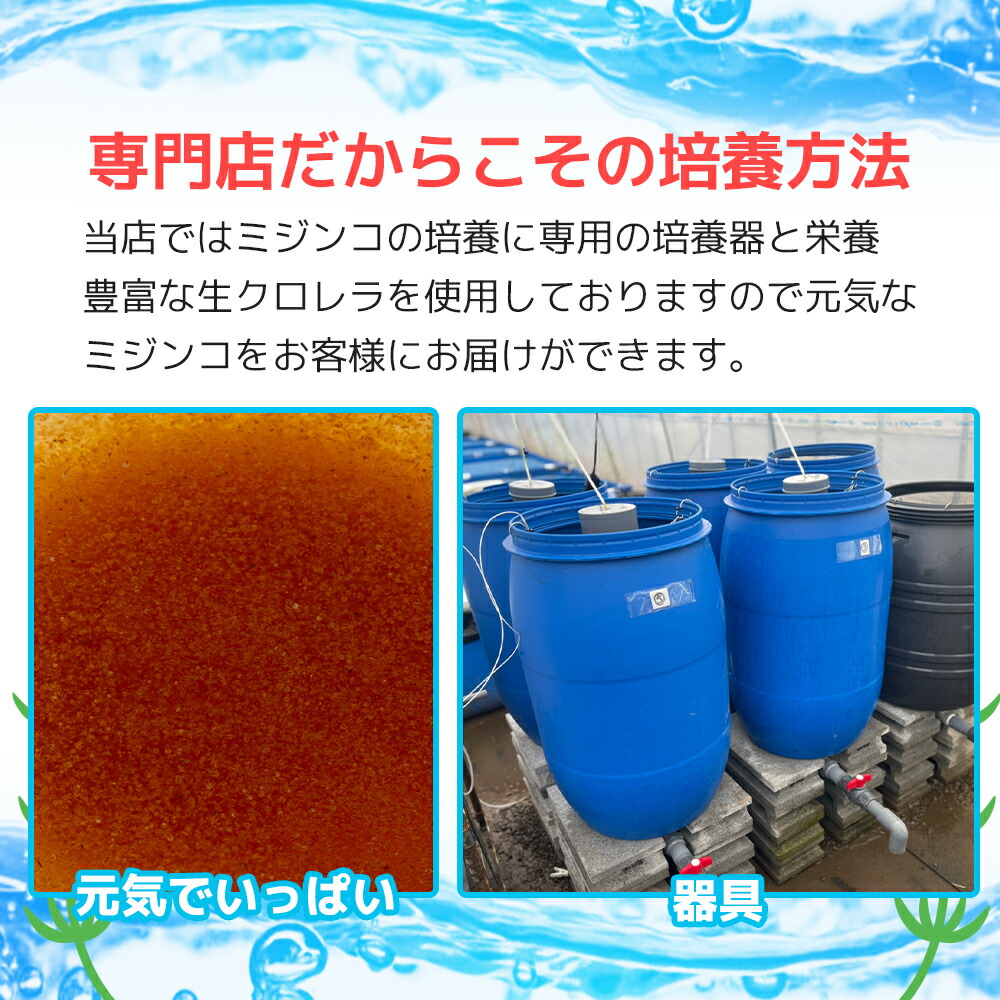 タマミジンコ20000匹+オマケ6600匹メダカの餌稚魚のエサ送料無料活餌金魚ゾウリムシミジンコPSBワムシインフゾリアブラインシュリンプ生クロレラ針子餌めだか増やし方みじんこ培養微生物グリーンウォーター販売大きさドライイーストエビオス