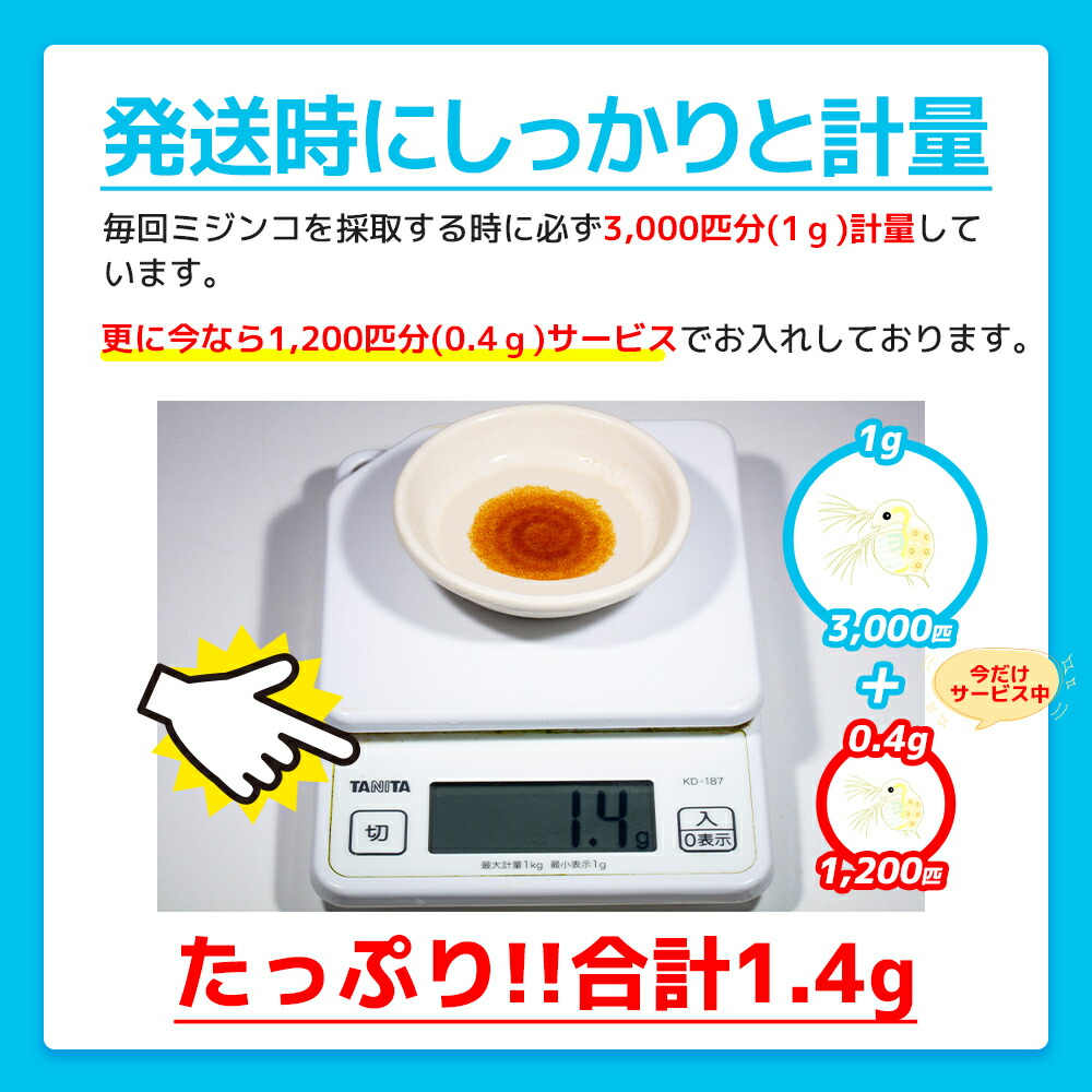 タマミジンコ20000匹+オマケ6600匹メダカの餌稚魚のエサ送料無料活餌金魚ゾウリムシミジンコPSBワムシインフゾリアブラインシュリンプ生クロレラ針子餌めだか増やし方みじんこ培養微生物グリーンウォーター販売大きさドライイーストエビオス