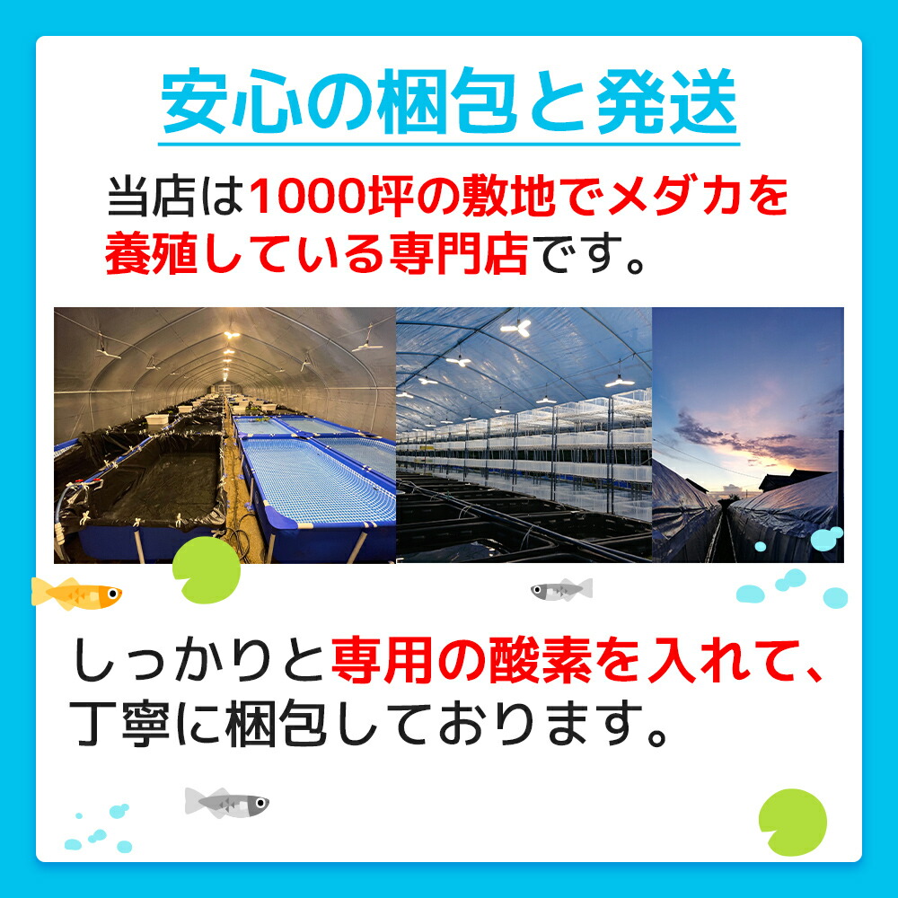 タマミジンコ20000匹+オマケ6600匹メダカの餌稚魚のエサ送料無料活餌金魚ゾウリムシミジンコPSBワムシインフゾリアブラインシュリンプ生クロレラ針子餌めだか増やし方みじんこ培養微生物グリーンウォーター販売大きさドライイーストエビオス