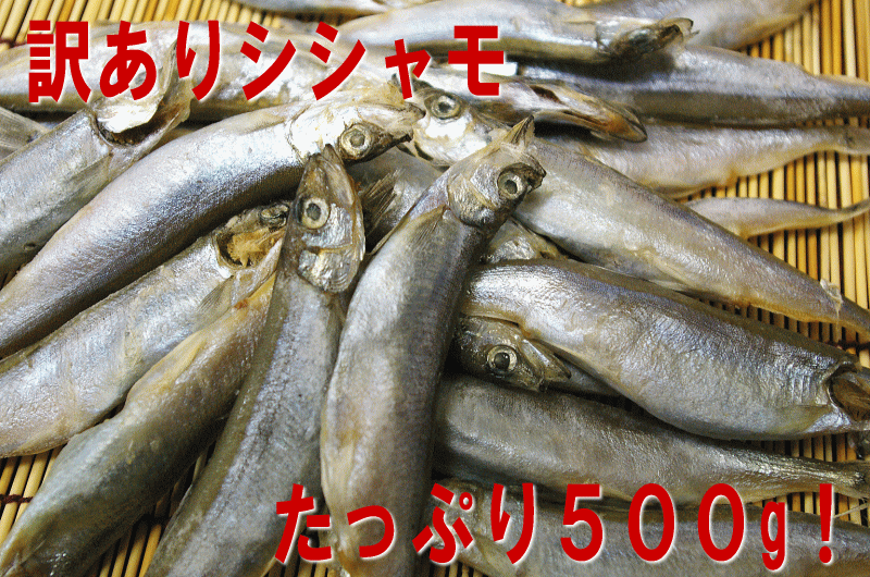 市場 訳あり ししゃも500g ちょっと訳ありでお買い得 子持ちシシャモ500g