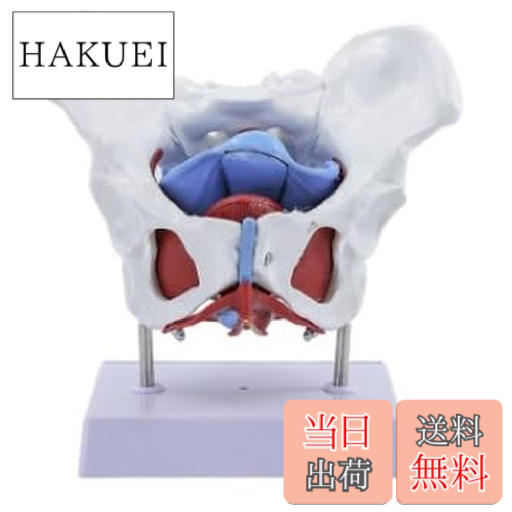 【送料無料】[カロカック] 人体骨格模型 女性骨盤内臓 高精度 骨盤 接骨院 整体 ダイエット 骨盤底筋付6分解モデル (女性骨盤)｜HAKUEI