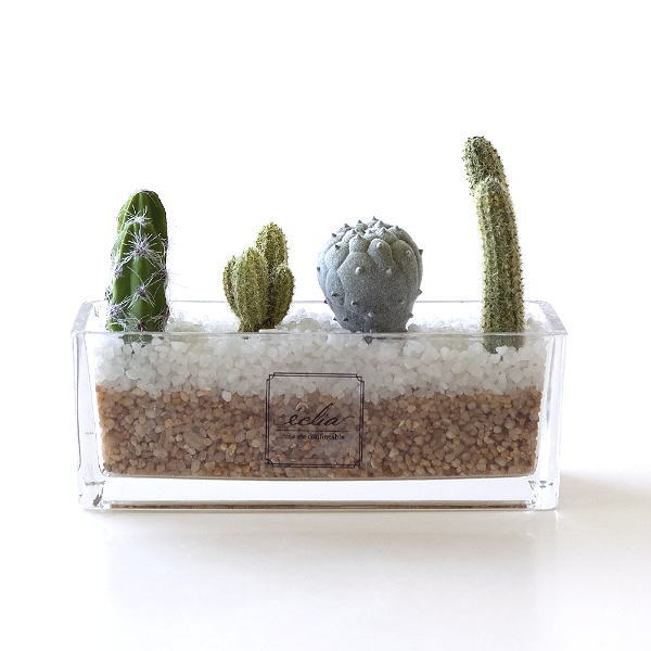 楽天市場 フェイクグリーン サボテン 多肉植物 おしゃれ 卓上 インテリア 寄植え 鉢植え 人工観葉植物 イミテーショングリーン フェイクサボテンの 寄せ植え ギギｌｉｖｉｎｇ