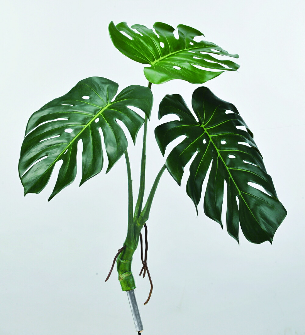 楽天市場】観葉植物 大型 モンステラ・デリシオーサ（根上がり仕立て