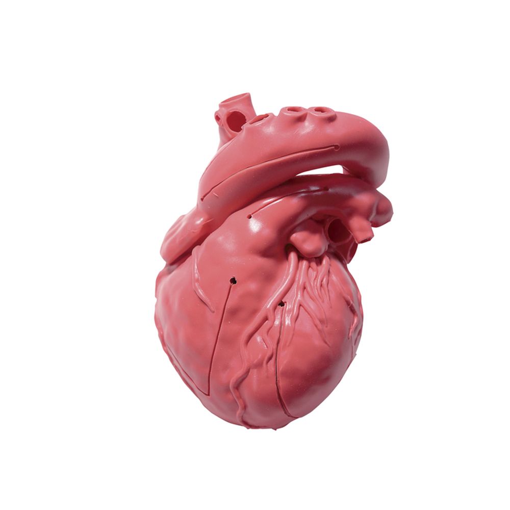 ★ポイント10倍★ 4/14~4/17 お買い物マラソン(要エントリー) 松吉医科器械 CardioModelEV（成人正常 XC-03T（アカチャクショク） 1個 クロスメディカル 24-7808-00　販売セット入数：1 指導教材 模型 人体模型解剖模型