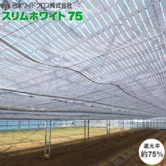 ★尖んがり10倍★ 百貨店SAIL(6/4~6/11) ※要エントリー 日本広広としたはりつけ台 か細い白いこと30 2Ｘ100