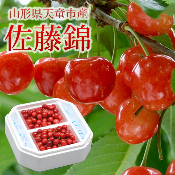 山形県天童市 佐藤錦 秀品 600g (300g×2)　L  送料無料 数量限定  駒澤農園 サクランボ チェリー 旬のフルーツ　フルーツ 高級サクランボ さくらんぼ (6月10日以降順次発送)