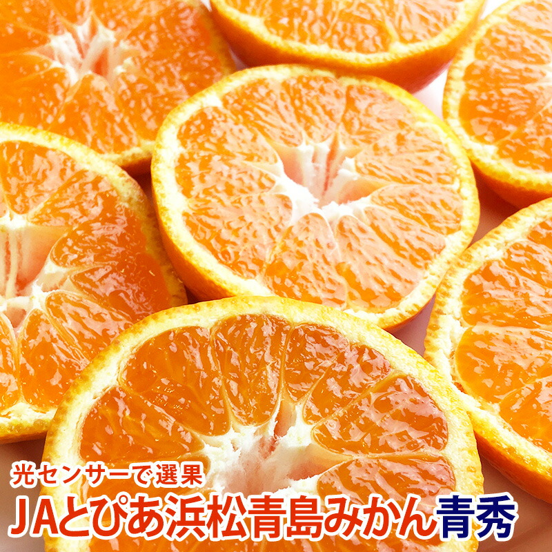 楽天市場】2026年1月8日頃より入荷次第順次発送【静岡県産】青島とぴあ