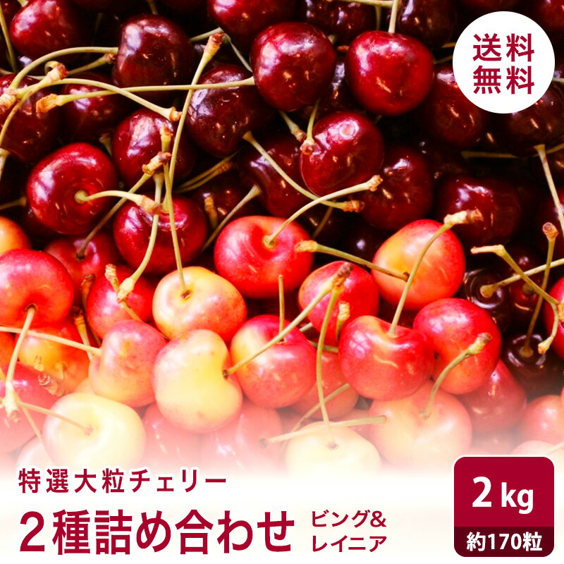 【楽天市場】特選大粒チェリー ピング&レイニア 2キロ さくらんぼ 送料無料アメリカ産 クランボ 果物 フルーツ ギフト 贈り物 贈答品：はまべじ