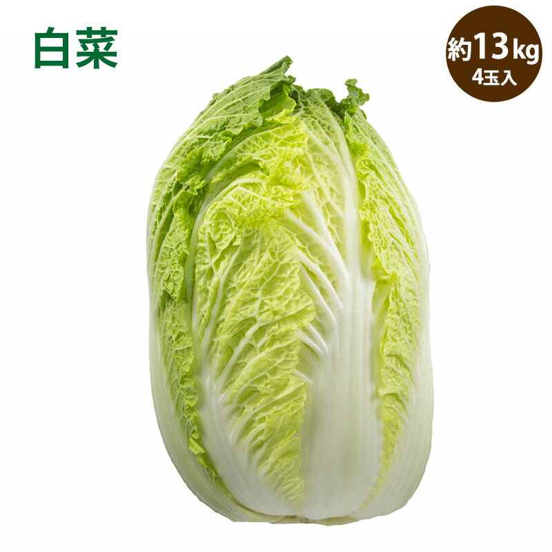 【楽天市場】【茨城産】白菜 4玉入り 13kg 1玉3kg 送料無料 はくさい hakusai ハクサイ：はまべじ