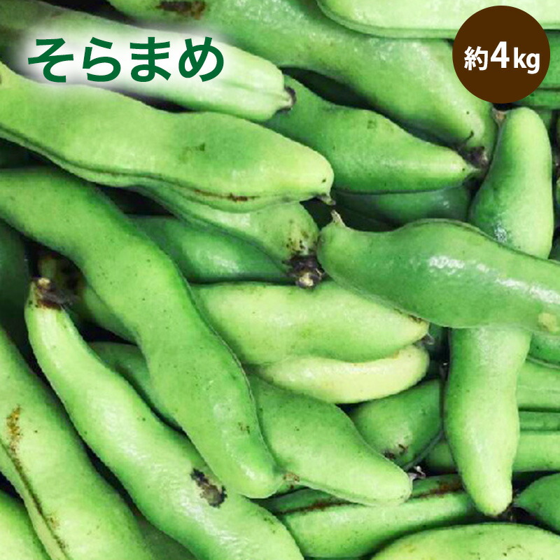 楽天市場】【国産】そらまめ 4kg 送料無料 空豆 豆 蚕豆 天豆 まめ