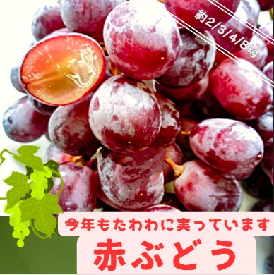 ぶどう4kg グリーンシードレス　種無しブドウ　葡萄 楽天市場】【8/18限定！全額ポイントバックの大チャンス】種なし