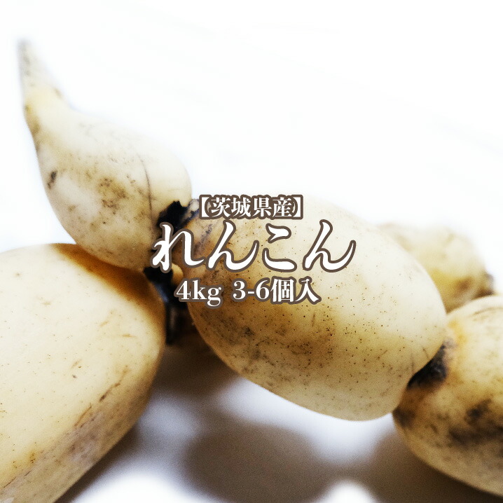 楽天市場】[山口farm] れんこん 茨城県産 れんこん お試し用