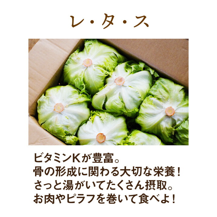 長野県産 レタス L 2l 15 19個入 送料無料 野菜 サラダ うまい 萵苣 チシャ Lettuce Salon Raquet De