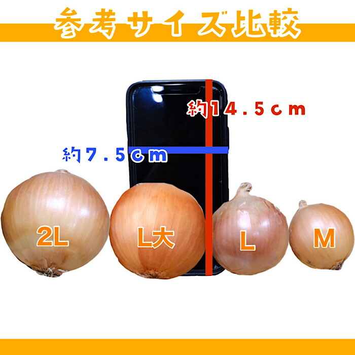 ☆大感謝セール】 たまねぎ 20kg 2L 約60個入 1玉約300ｇ 北見 玉葱 玉ねぎ オニオン onion カレー 業務用  www.verticalza.co.za