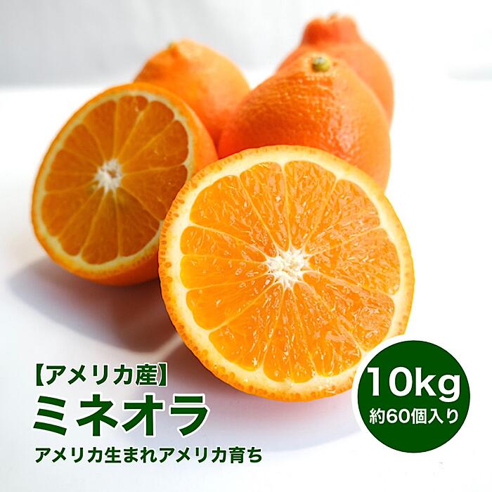 【アメリカ産】ミネオラ 10ｋｇ 約60個入 箱売り セミノールの兄弟 きれいなオレンジ