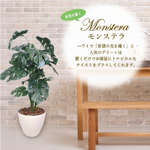 人工観葉植物 モンステラ L号 コース目あて 新品 送料無料 Newbyresnursery Com