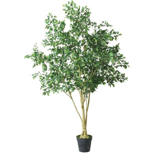 GLP-1549 250cmベンジャミンフィカス/全長250cm 幅190cm 鉢φ14.5cm×H14.7cm/業務用/新品/送料別途見積