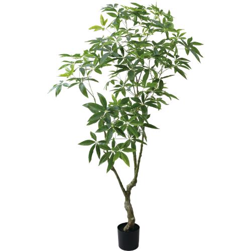 GLP-1567 210糎パキラ天然木/全長210糎 幅80糎 鉢φ20cm×H17糎/御役目用/新品/貨物輸送別途積もり書き