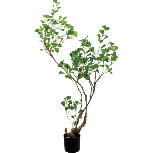 GLP-1578 125cmフィカストライアンギュラス/全長125cm 幅95cm 鉢φ12cm&times;H11.5cm/業務用/新品/送料別途見積｜業務用厨房のテンポス