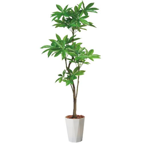 GLPS-1522/180糎パキラポット 全長180糎 幅90糎 鉢:φ32.5cm×H38.5糎/御役目用/新品/貨物輸送別途積もり書き