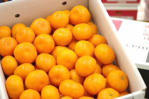 出島の華みかん通信販売 長崎県 させぼ温州をお歳暮長崎みかんに 約5kg 2Ｓ～Ｌ サイズ指定はできません