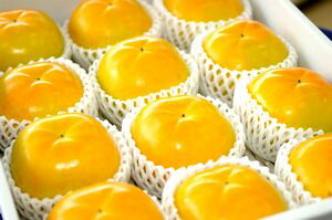 太秋柿（たいしゅうがき）通販 うずまき状の条紋が特徴の甘柿を販売取寄。約3ｋｇ 約9玉～約12玉 熊本産・他産地
