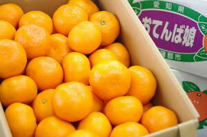 おてんば娘みかん販売　愛知県蒲郡産 お歳暮みかん通販でお取り寄せ　糖度12度以上 5ｋｇ　2Ｓ～2Ｌ