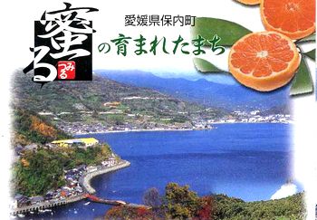 楽天市場 蜜るいよかん通信販売 愛媛県保内共選ブランドの伊予柑を販売取寄 約5ｋｇ 愛媛産 果物百貨店 浜中屋
