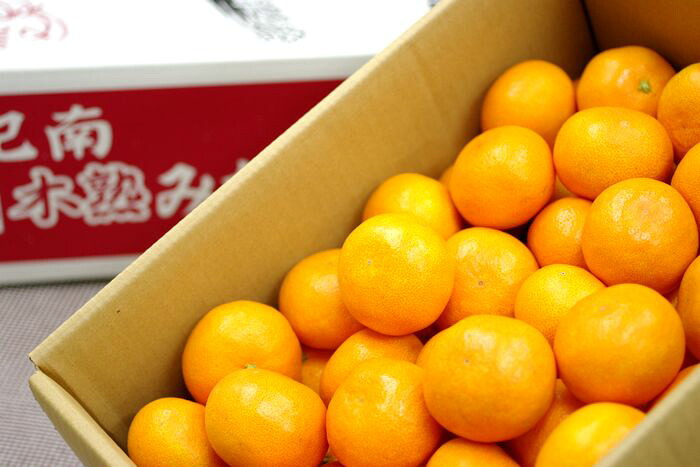 紀南の木熟みかん 天(てん) 和歌山県産をお歳暮みかんに。糖度12度以上 5ｋｇ Ｓ～Ｌ｜果物百貨店　浜中屋