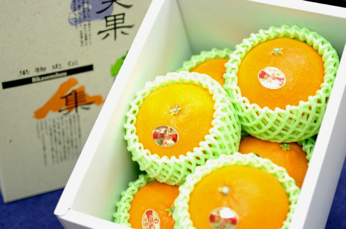 紅まどんな通販 お歳暮に愛媛県ゼリーの様な食感が特徴の柑橘を販売取寄。約5玉～約6玉