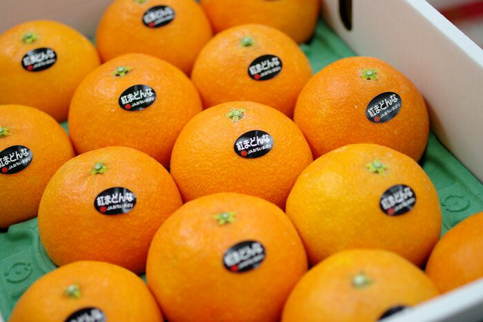 楽天市場】匠と極み紅まどんな通信販売 お歳暮に愛媛県ゼリーの