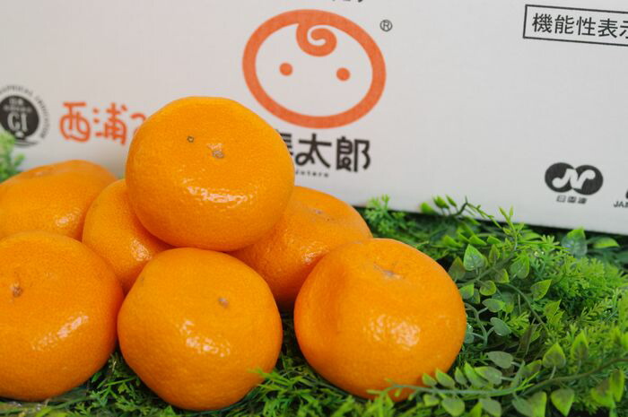 楽天市場】本格貯蔵寿太郎（じゅたろう）みかん通販 最上級及び