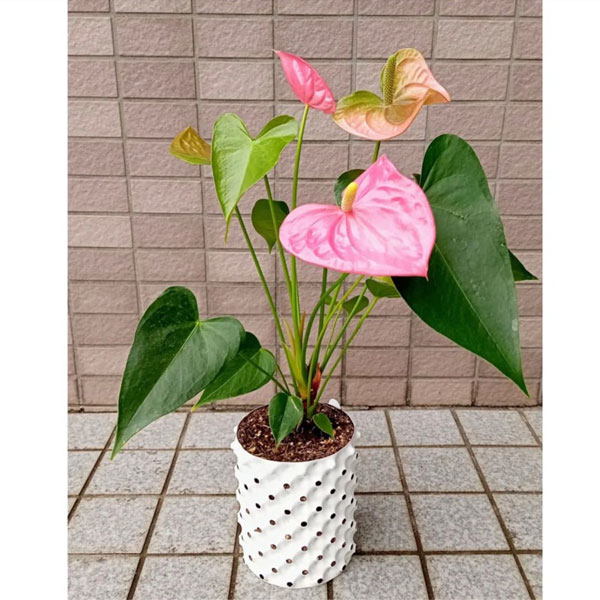 るな】フラワーポット 5個セット るな】フラワーポット 5個セット るな