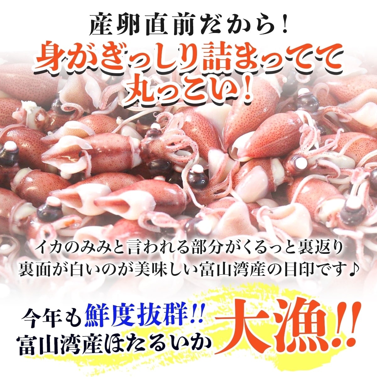 楽天市場 ついに販売開始 富山湾産 ほたるいか 釜揚げ 目取 500g ボイル ホタルイカ 蛍烏賊 おつまみ 国産 富山 贈り物 お取り寄せ ギフト お中元 中元 御中元 お中元ギフト お歳暮 父 母 敬老 浜浦水産んまいちゃ便楽天市場店