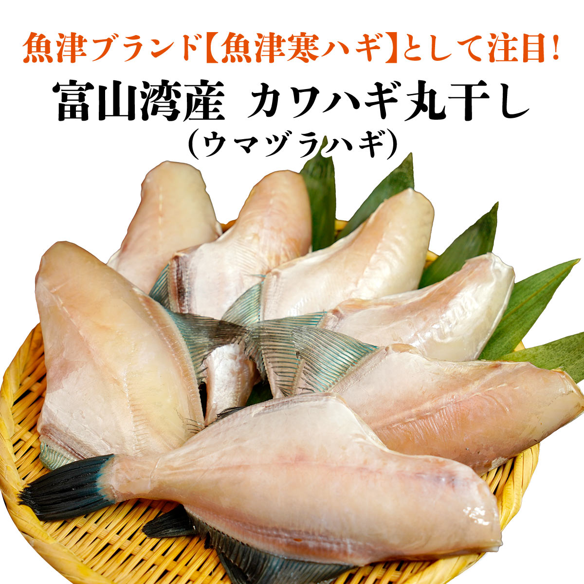 楽天市場 魚津ブランド 富山湾産 無添加 カワハギ ウマヅラハギ 800g 送料無料 かわはぎ 干物 天日干し 富山 お土産 敬老の日 お中元 御中元 富山湾 内祝い お返し お歳暮 敬老 御歳暮 お取り寄せグルメ お取り寄せ ギフト 父 母 お祝い おかず 浜浦水産ん