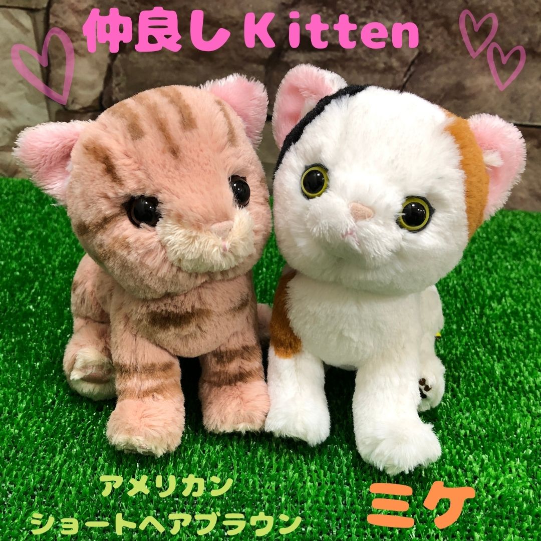 楽天市場 Kitten ネコ ぬいぐるみ 大人にも子供にも大人気 キトン ぬいぐるみ プレゼントにぴったり サンレモン 猫 にゃんこ ミケ アメリカンショートヘア Hana Bee