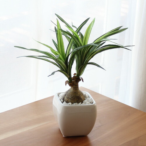 楽天市場】ノリナ トックリラン 3〜4号 3寸 4寸 苗 ロックガーデン