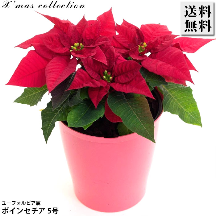 楽天市場】ポインセチア 鉢 赤 4号サイズ 鉢植え クリスマスを飾る