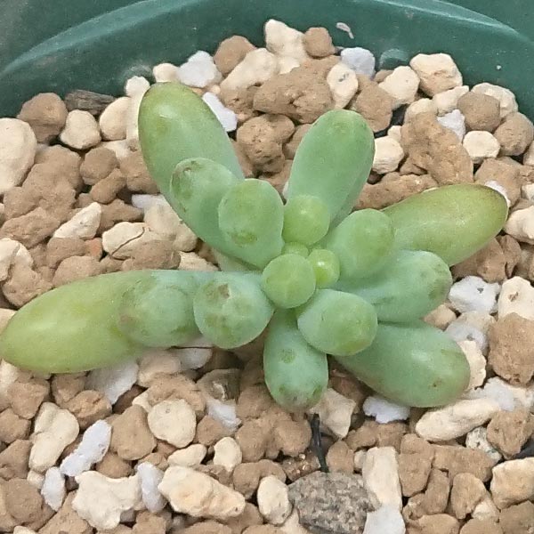 楽天市場】多肉植物 ワテルメイエリー クラッスラ属 カット小苗 多肉 楽天市場】多肉植物 ワテルメイエリー クラッスラ属 カット小苗 多肉