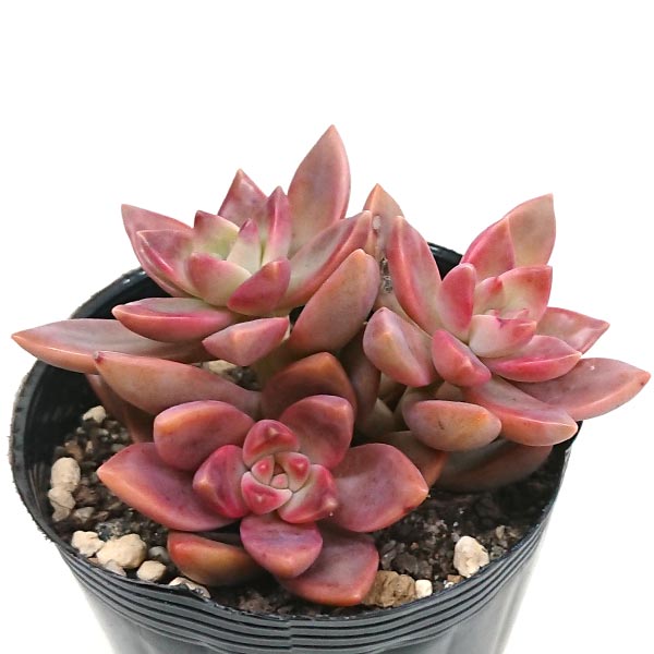 楽天市場】多肉植物 オレンジモンロー エケベリア属 カット小苗 多肉