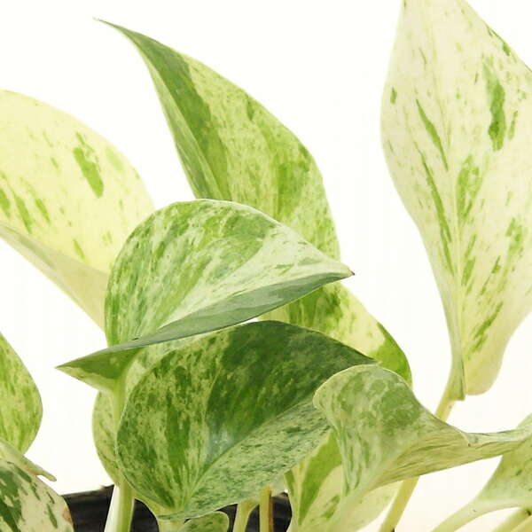 ポトス佇い浚う観葉草木 活花 チャイナされこうべ プラ鉢プレイト幸運 Doorswindowsstairs Co Uk