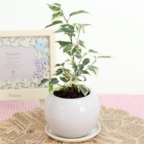 楽天市場】ベンジャミン スターライト 110cm (人工観葉植物 造花