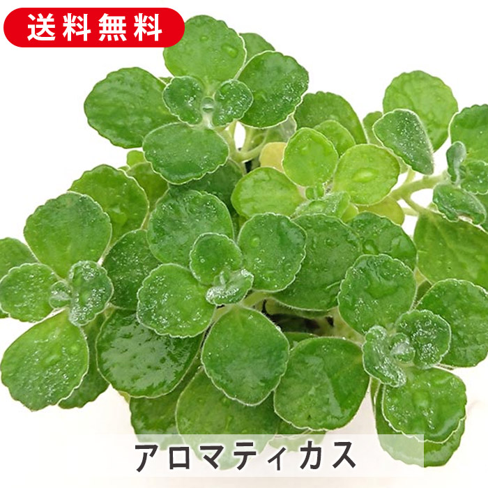 新品種！フィカスプミラ　コアラ③ 新品種！フィカスプミラ コアラ③ 楽天市場】（観葉植物）フィカス