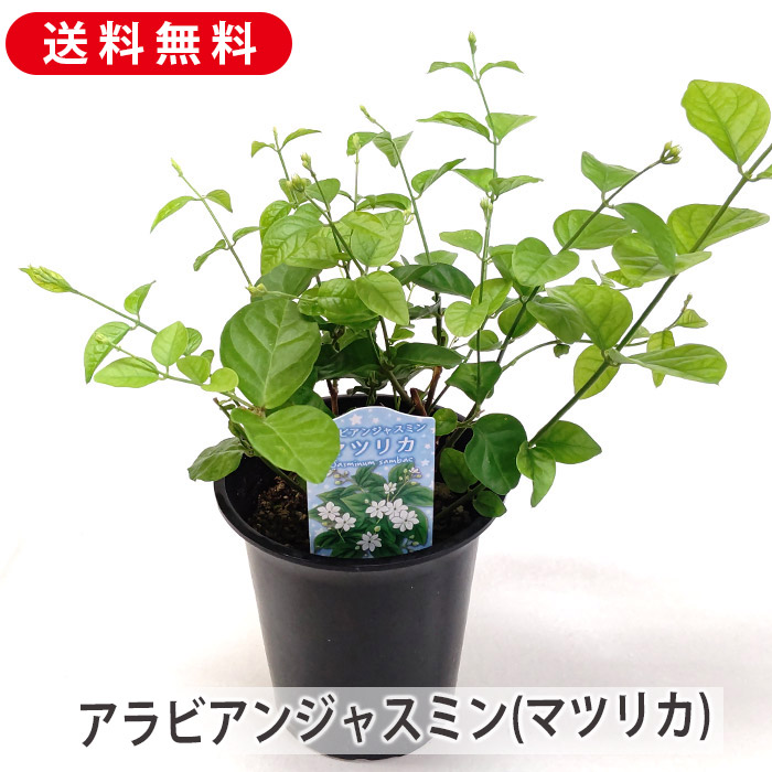 その他観葉植物 jasmine 斑入りハゴロモジャスミン - ミルキーウェイ（3寸） | 新城