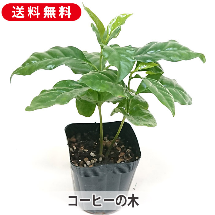 jun　コーヒーの木 観葉植物 コーヒーの木 4号 Mango Wood(マンゴーウッド) 付き